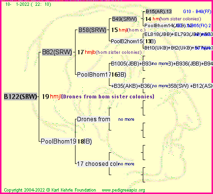 Pedigree of B122(SRW) :
four generations presented
it's temporarily unavailable, sorry!