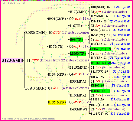 Pedigree of B123(GMH) :
four generations presented