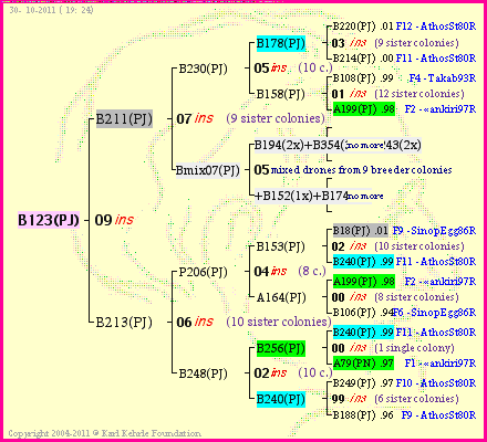 Pedigree of B123(PJ) :
four generations presented