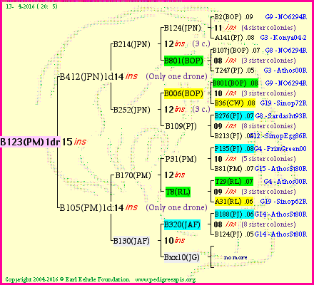 Pedigree of B123(PM)1dr :
four generations presented