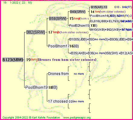 Pedigree of B123(SRW) :
four generations presented
it's temporarily unavailable, sorry!