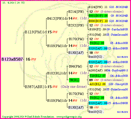 Pedigree of B123xB587 :
four generations presented