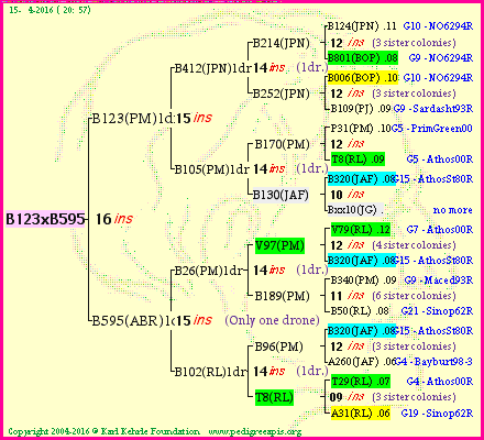Pedigree of B123xB595 :
four generations presented