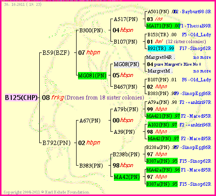 Pedigree of B125(CHP) :
four generations presented