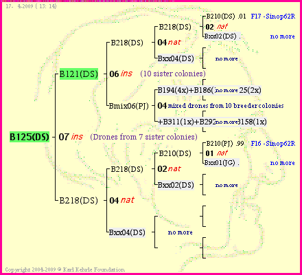 Pedigree of B125(DS) :
four generations presented