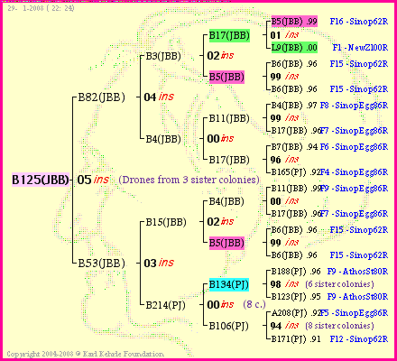 Pedigree of B125(JBB) :
four generations presented