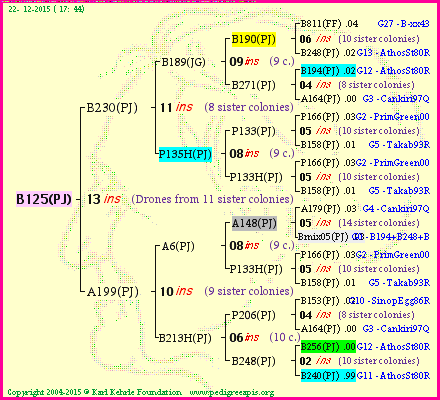 Pedigree of B125(PJ) :
four generations presented