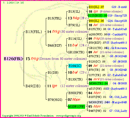 Pedigree of B126(FBL) :
four generations presented