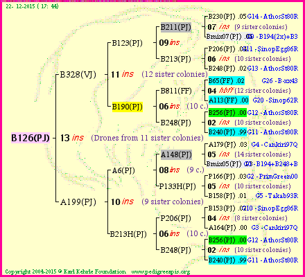 Pedigree of B126(PJ) :
four generations presented