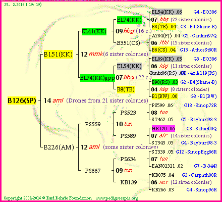 Pedigree of B126(SP) :
four generations presented