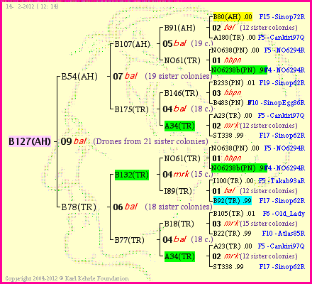 Pedigree of B127(AH) :
four generations presented