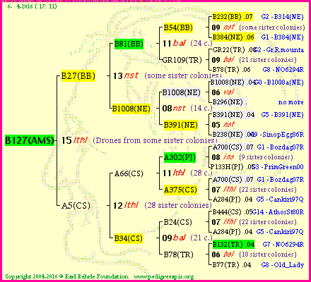 Pedigree of B127(AMS) :
four generations presented