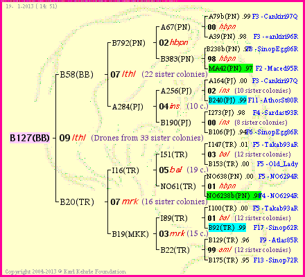 Pedigree of B127(BB) :
four generations presented