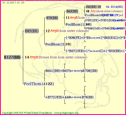 Pedigree of B127(BB) :
four generations presented