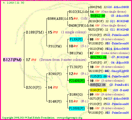 Pedigree of B127(PM) :
four generations presented