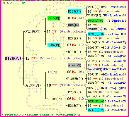 Pedigree of B128(PJ) :
four generations presented