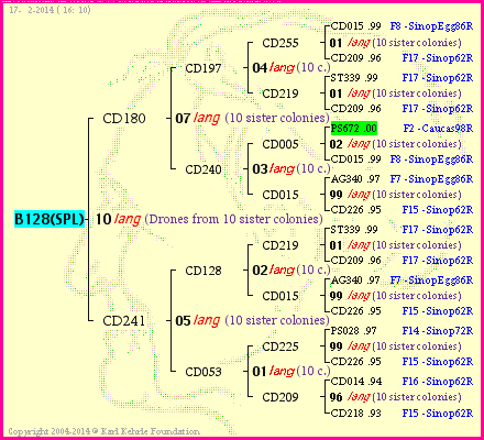 Pedigree of B128(SPL) :
four generations presented