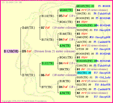 Pedigree of B128(TR) :
four generations presented