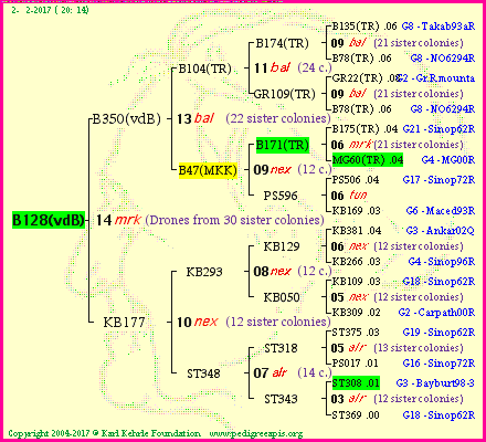 Pedigree of B128(vdB) :
four generations presented