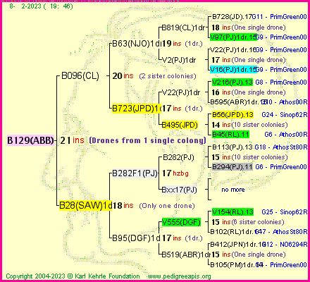 Pedigree of B129(ABB) :
four generations presented
it's temporarily unavailable, sorry!