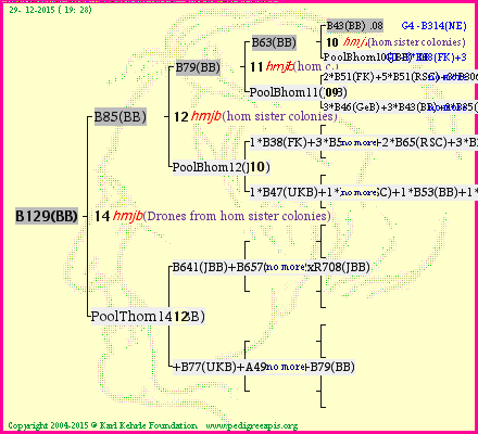 Pedigree of B129(BB) :
four generations presented
it's temporarily unavailable, sorry!