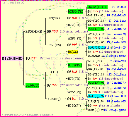 Pedigree of B129(HMB) :
four generations presented