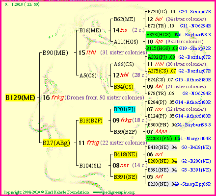 Pedigree of B129(ME) :
four generations presented