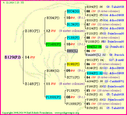 Pedigree of B129(PJ) :
four generations presented