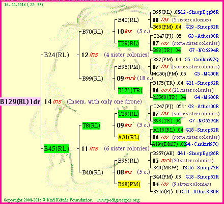 Pedigree of B129(RL)1dr :
four generations presented