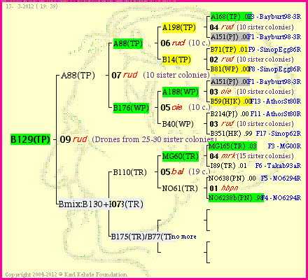 Pedigree of B129(TP) :
four generations presented