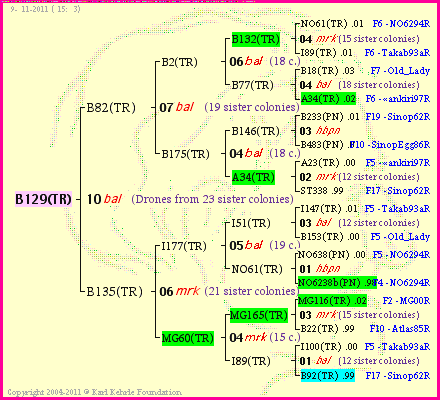 Pedigree of B129(TR) :
four generations presented
it's temporarily unavailable, sorry!