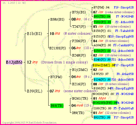 Pedigree of B12j(BS) :
four generations presented<br />it's temporarily unavailable, sorry!