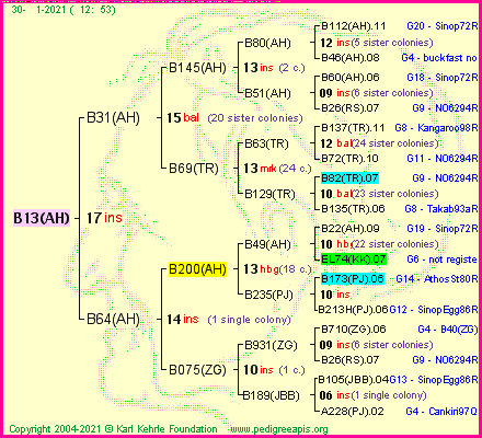 Pedigree of B13(AH) :
four generations presented
it's temporarily unavailable, sorry!