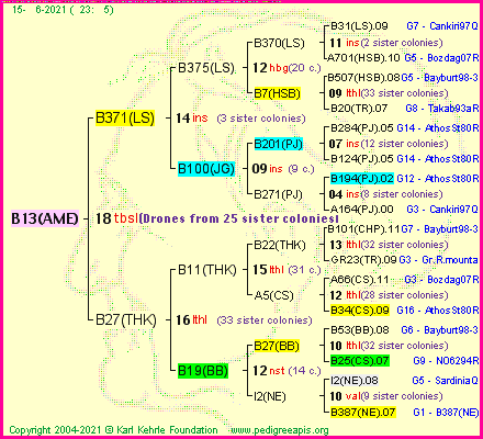 Pedigree of B13(AME) :
four generations presented
it's temporarily unavailable, sorry!