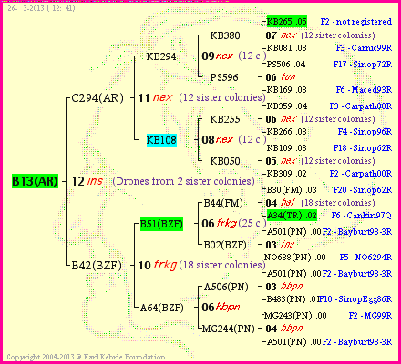 Pedigree of B13(AR) :
four generations presented