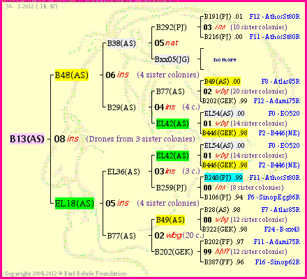 Pedigree of B13(AS) :
four generations presented