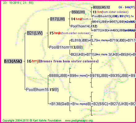 Pedigree of B13(ASK) :
four generations presented<br />it's temporarily unavailable, sorry!