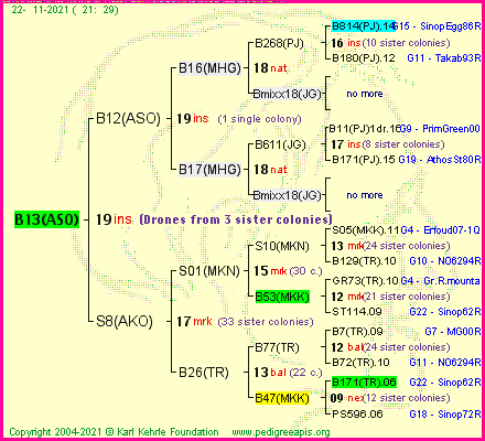 Pedigree of B13(ASO) :
four generations presented
it's temporarily unavailable, sorry!