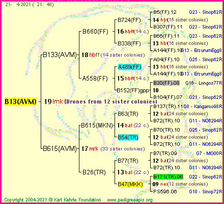 Pedigree of B13(AVM) :
four generations presented
it's temporarily unavailable, sorry!