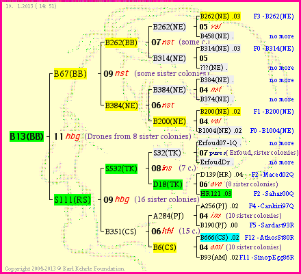 Pedigree of B13(BB) :
four generations presented