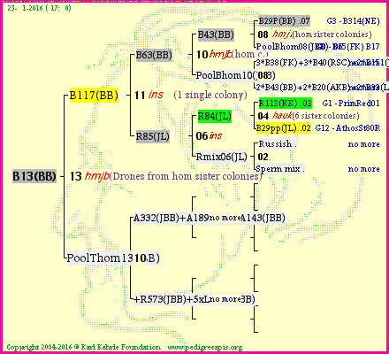 Pedigree of B13(BB) :
four generations presented