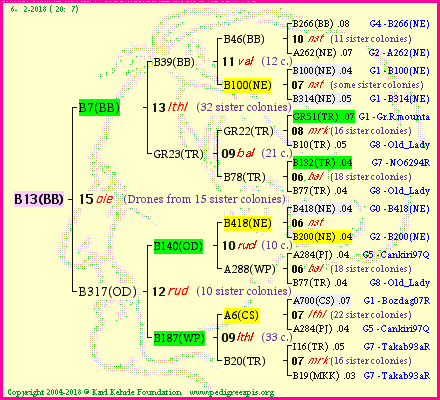 Pedigree of B13(BB) :
four generations presented