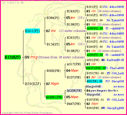 Pedigree of B13(BZF) :
four generations presented