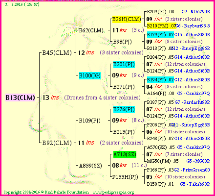 Pedigree of B13(CLM) :
four generations presented