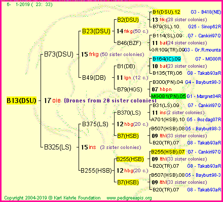 Pedigree of B13(DSU) :
four generations presented<br />it's temporarily unavailable, sorry!