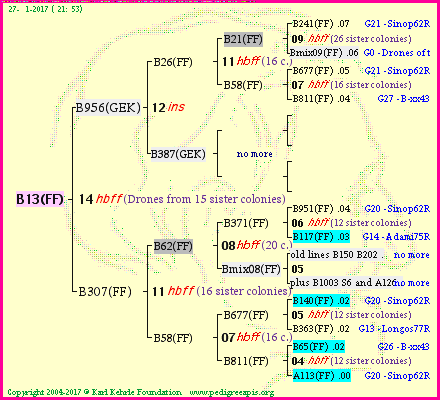 Pedigree of B13(FF) :
four generations presented