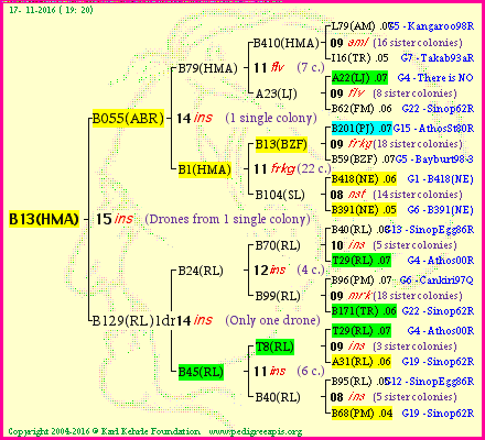 Pedigree of B13(HMA) :
four generations presented