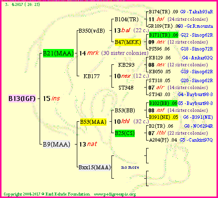 Pedigree of B13(IGF) :
four generations presented