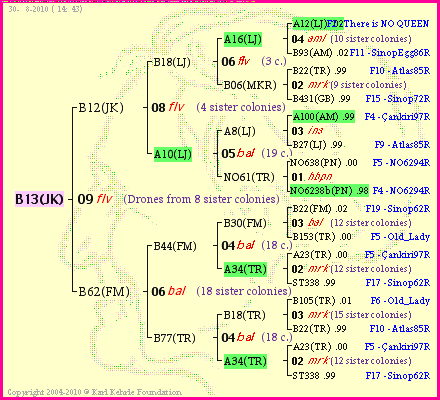 Pedigree of B13(JK) :
four generations presented