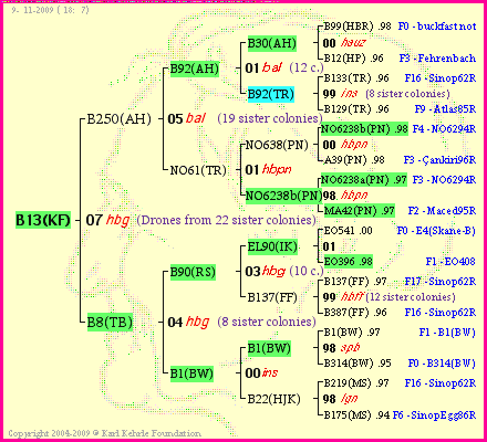 Pedigree of B13(KF) :
four generations presented